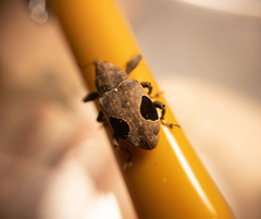 Heilus faldermanni
