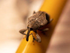Heilus faldermanni