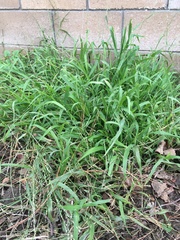Ehrharta erecta