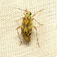 Taedia marmorata