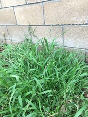 Ehrharta erecta
