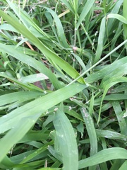 Ehrharta erecta