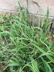 Ehrharta erecta