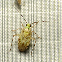 Taedia marmorata