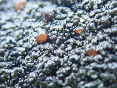 Fuscopannaria maritima