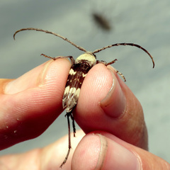 Megacyllene antennata