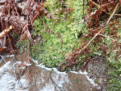 Riccardia chamedryfolia