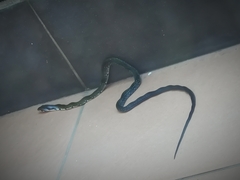 Coelognathus flavolineatus