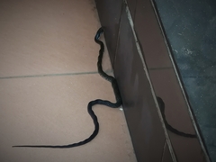 Coelognathus flavolineatus