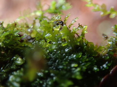 Riccardia chamedryfolia