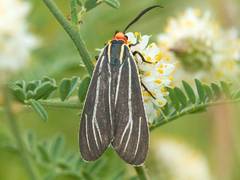 Ctenucha venosa