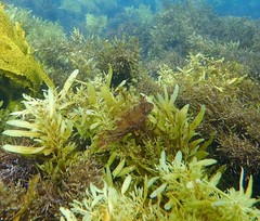 Heteroscarus acroptilus