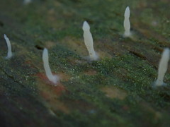 Multiclavula corynoides