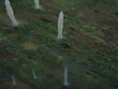 Multiclavula corynoides