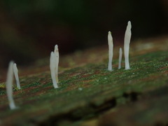 Multiclavula corynoides