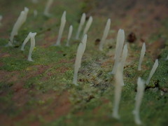 Multiclavula corynoides