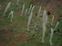 Multiclavula corynoides