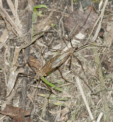 Rhypholophus haemorrhoidalis