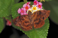 Ebrietas anacreon