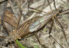 Rhypholophus haemorrhoidalis