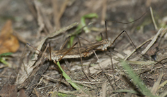 Rhypholophus haemorrhoidalis
