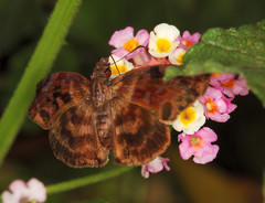 Ebrietas anacreon