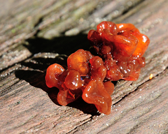 Phaeotremella fimbriata