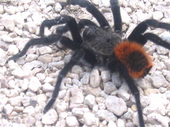 Tliltocatl epicureanus