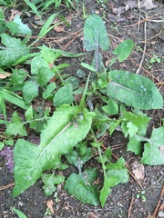 Sonchus oleraceus