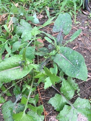 Sonchus oleraceus