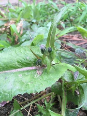 Sonchus oleraceus