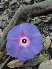 Ipomoea villifera