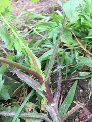 Sonchus oleraceus