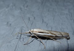 Orocrambus vittellus