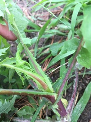 Sonchus oleraceus