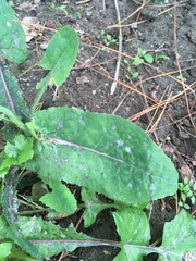 Sonchus oleraceus