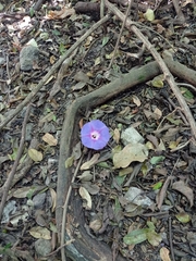 Ipomoea villifera
