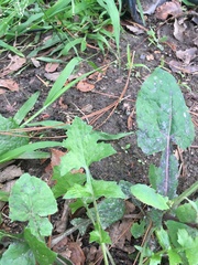 Sonchus oleraceus