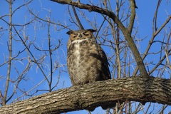 Bubo virginianus