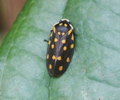 Phymatostetha stellata