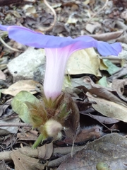 Ipomoea villifera