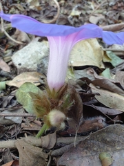 Ipomoea villifera