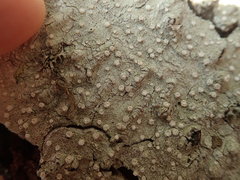 Pertusaria subambigens