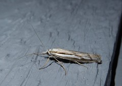 Orocrambus vittellus