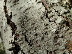 Pertusaria subambigens