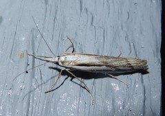 Orocrambus vittellus
