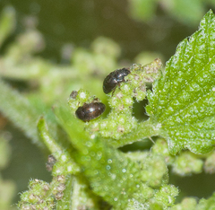 Brachypterus urticae