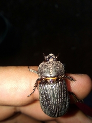 Phileurus