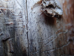 Mycocalicium subtile