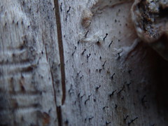 Mycocalicium subtile